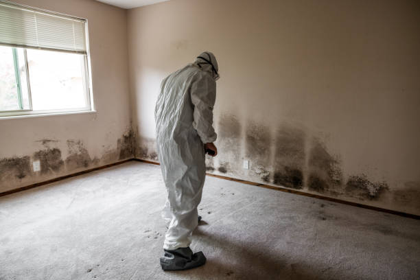 Best Emergency Mold Remediation in Marion, PA