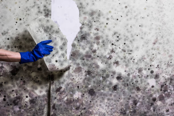 Best DIY Mold Remediation Support Services in Marion, PA